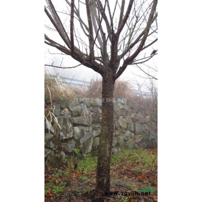 紫薇！红枫！海棠！樱花！大量2-3-4公分，可预订