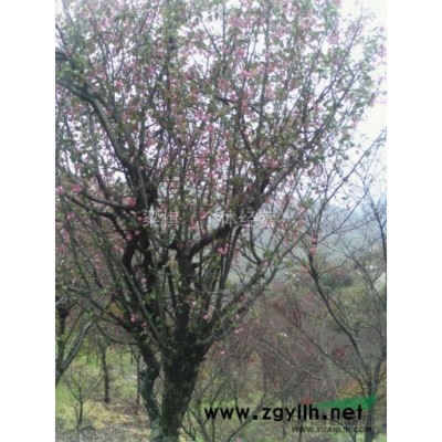 浙江地区常年供应2-26公分红枫