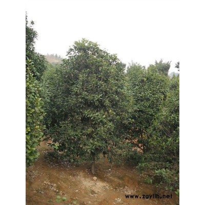 供应四季红红枫嫁接小苗