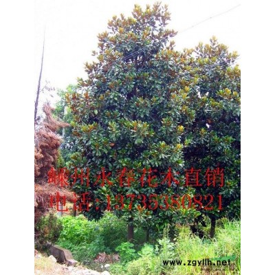 大量提供 3cm-13cm的美国红枫，常年红红枫。。。。