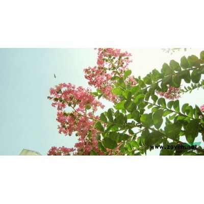 红枫5图片\红枫5报价