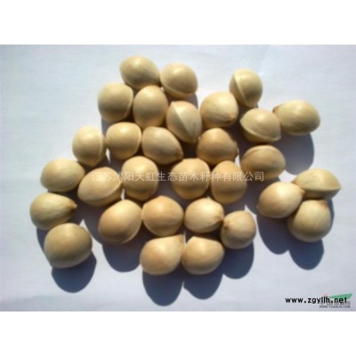 现在美国红枫多少钱一斤