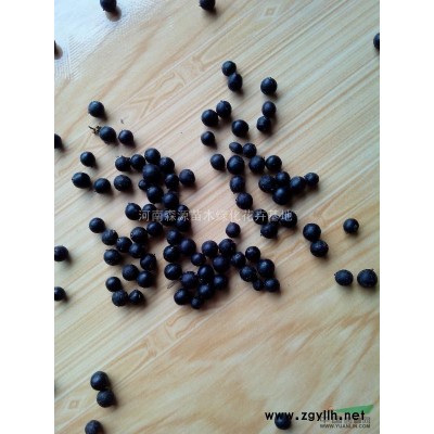 河南红枫供应 出售河南红枫 河南红枫价格