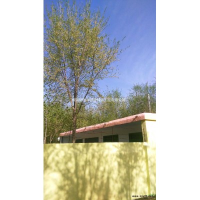 北方地区供应榆树，法桐，白腊，红叶李