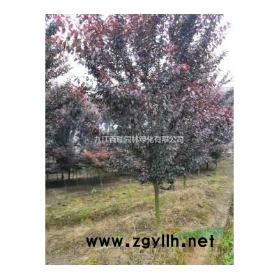 常年批发4－10公分红叶李