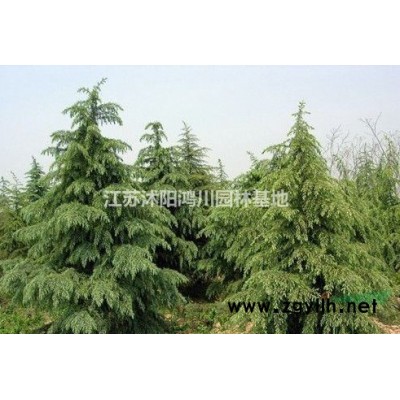 江苏红叶李苗哪里便宜/沭阳红叶李小苗哪家优惠