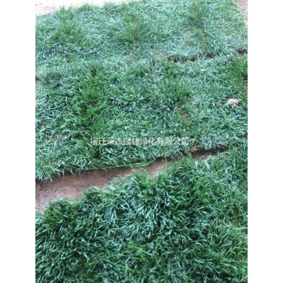 大小规格江苏红叶李价格 红叶李农户供应基地 江苏紫叶李