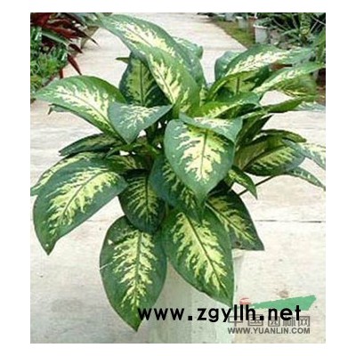 无锡红枫种植专业养殖公司就是锦羊山庄 深得好评