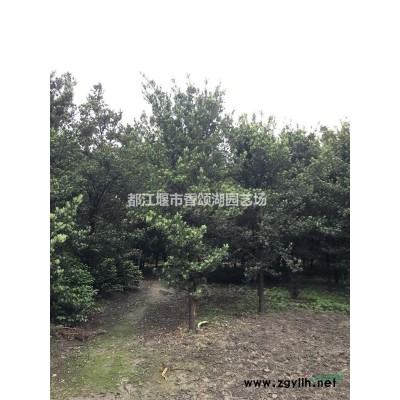 成都红叶李价格苗圃直销