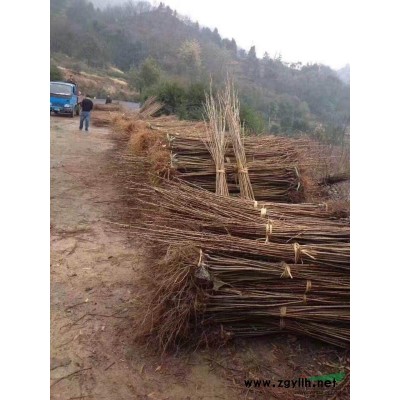 各类小苗红梅，红叶李