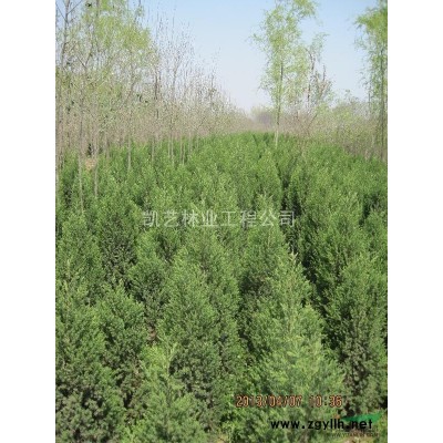 河南红叶李介绍