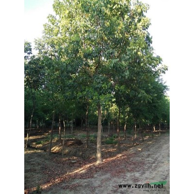 大量供应各规格精品红叶李