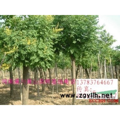 辛夷、月季、红叶碧桃、垂梅、垂枝碧桃、红叶李、樱花、寿星桃、