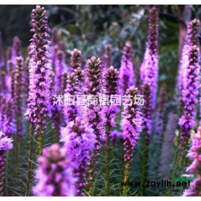 江苏沭阳低价供应批发紫叶李 红叶李 紫叶李种子红叶李种子