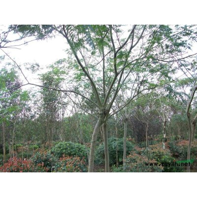 长期供应红叶李
