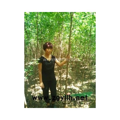 *供应大规格大叶女贞，女贞低价供应，北美海棠，红叶李