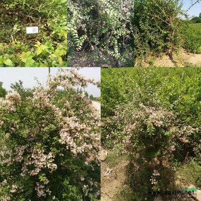 绚丽海棠 北美海棠 海棠 紫叶矮樱 太阳李 红叶李