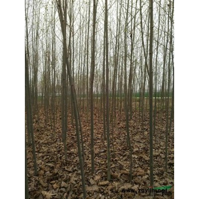 供应紫叶李，红叶李，4-15公分规格*