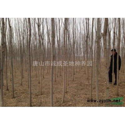 4-6公分红叶李、太阳李