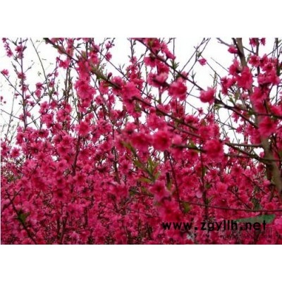 红叶李供应/红叶李图片