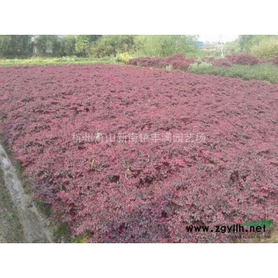 供应红叶李、紫叶李