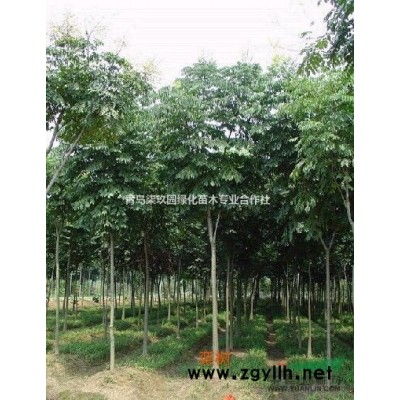 2016年优质红叶李低价供应