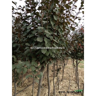 2016年低价供应红叶李小苗