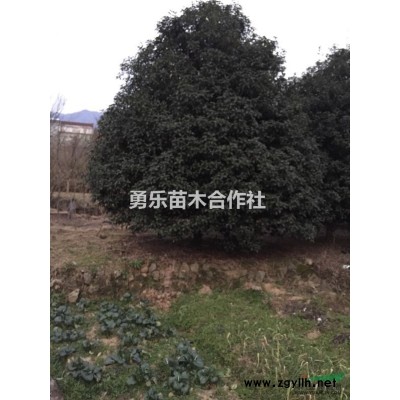 浙江红叶李*新报价/红叶李图片