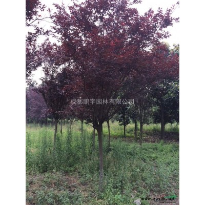 供应5-15公分红叶李