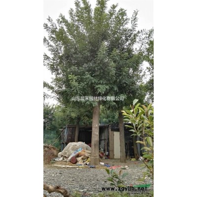 紫叶李/红叶李 3-7cm 杆高80-1米 山东济南货源