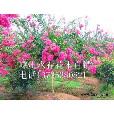 大量提供 3cm-15cm的红叶李，树形饱满，价格优惠