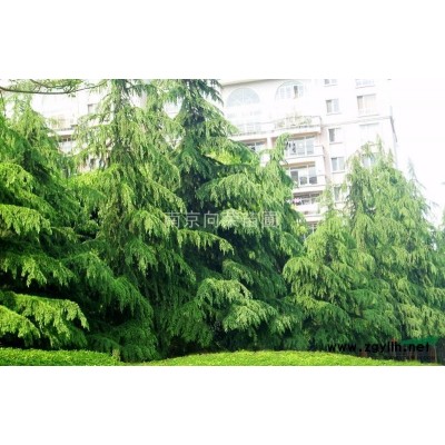 江苏红叶李价格 红叶李基地红叶李介绍 红叶李栽培管理