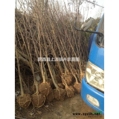 安徽紫微、玉兰、红叶李、三角枫小苗价格