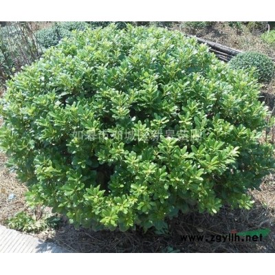 出售红叶李地径2.5-3公分，移栽苗