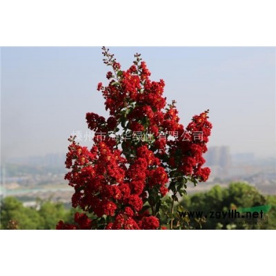 供应红叶李小苗