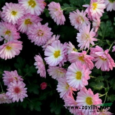 红叶李供应/红叶李图片