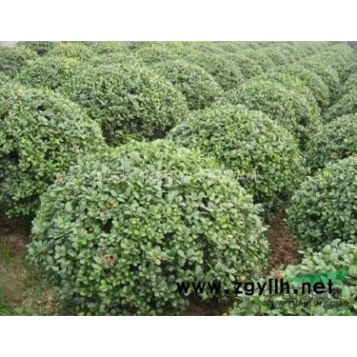 红叶李，批量处理红叶李，低价红叶李，红叶李供应，红叶李价格