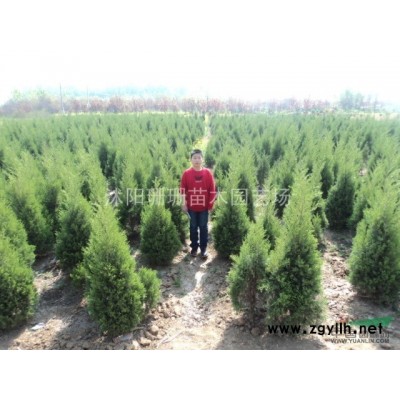 基地直销紫叶李.红叶李.红枫.西府海棠.榆叶梅.樱花