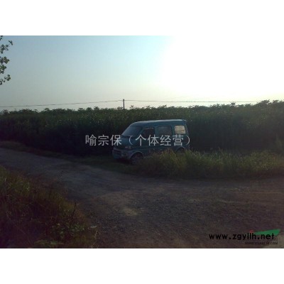 红叶李地径2 cm，枝条粗壮，注重水肥管理，叶子密实。