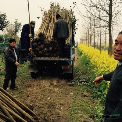 湖北省潜江市，运农胜利苗木供应大叶女贞，及红叶李