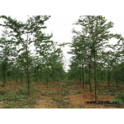 大红叶李图片\大红叶李报价