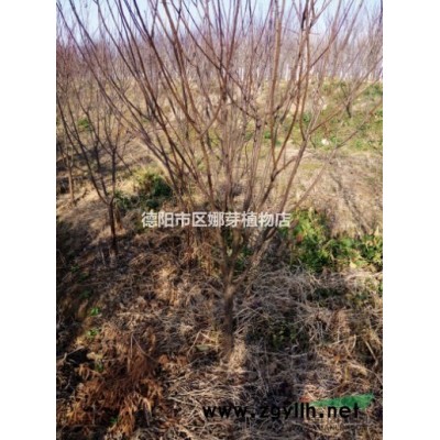 德阳红叶李，德阳紫叶李