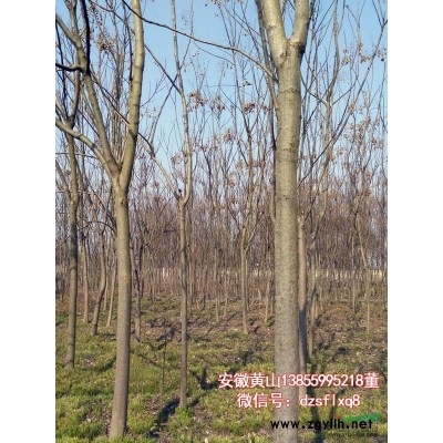 红叶李 紫叶李（5-13cm) 安徽黄山 苗圃货源