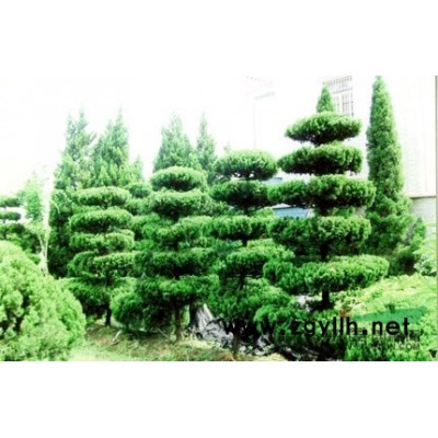 2016红叶李价格、红叶李供应