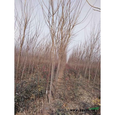 河南红叶李，红叶李价格