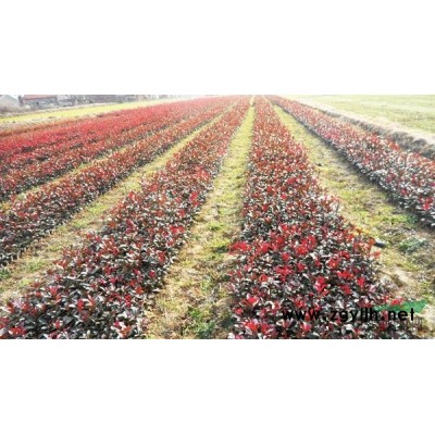 红叶李报价/安徽红叶李报价