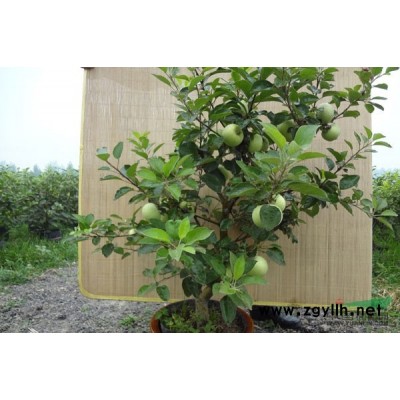 红叶李。红叶李苗