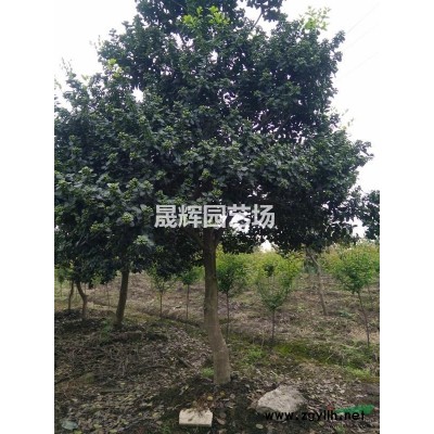 供应40-70厘米八角金盘，5厘米红叶桃和红叶李