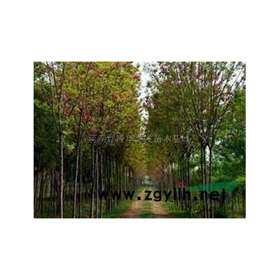 红叶李行情报价\红叶李图片展示