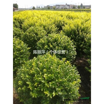 浙江萧山苗木供应4至5公分红叶李跟紫薇